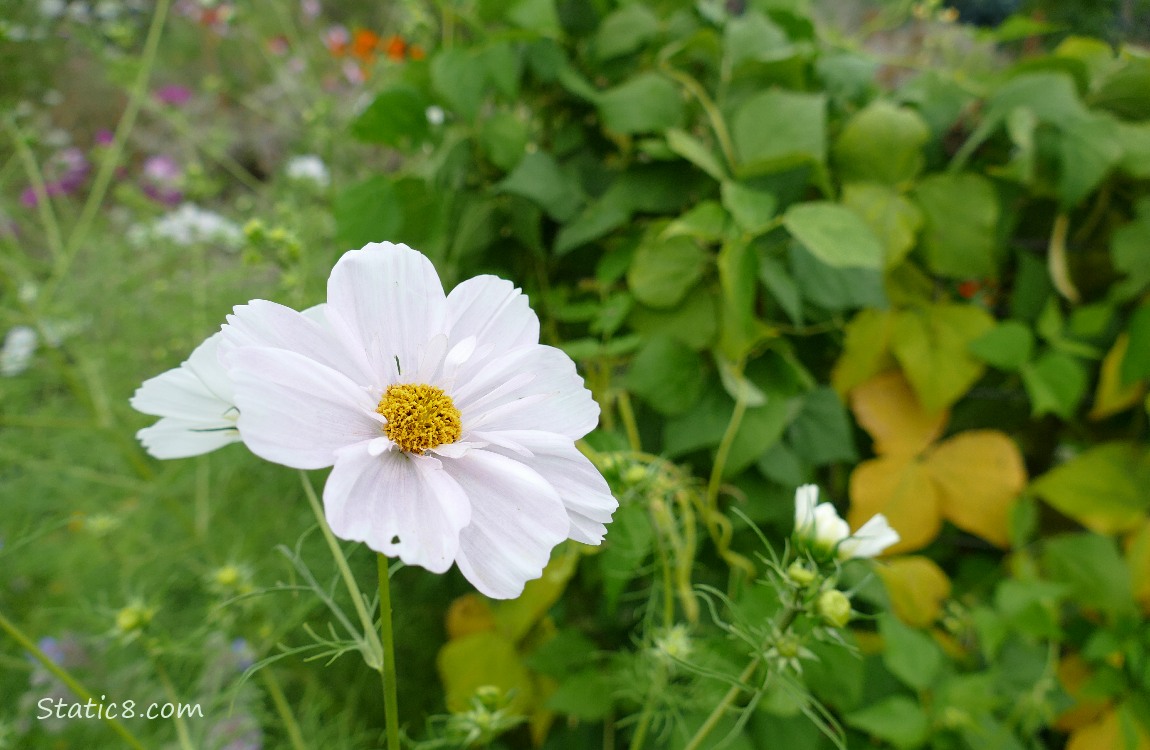 White Cosmos bloom in front of wax bean plants