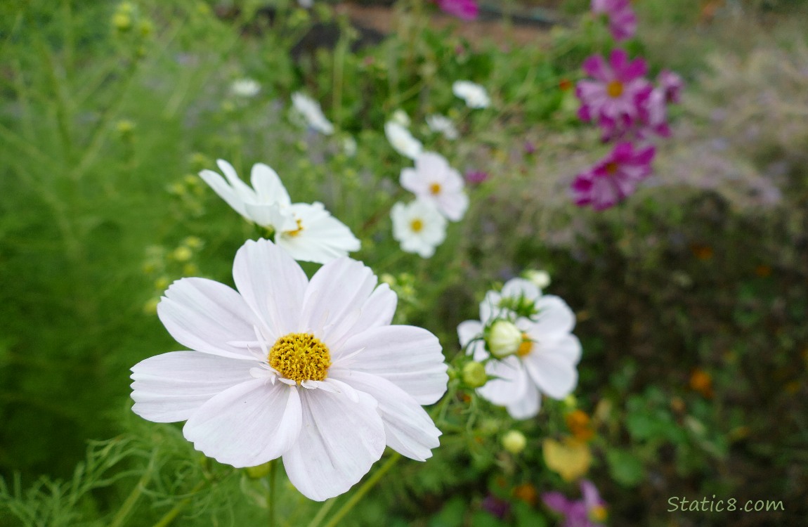 White Cosmos blooms in front of red violet blooms
