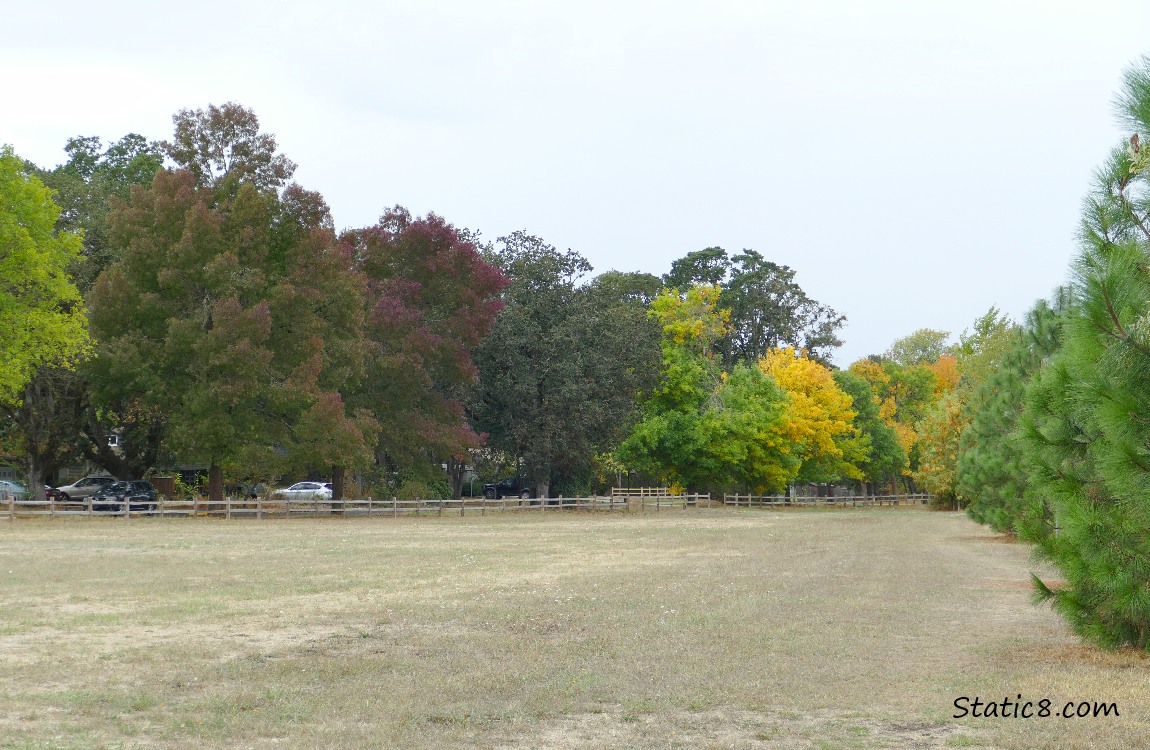 Autumn trees in different colours
