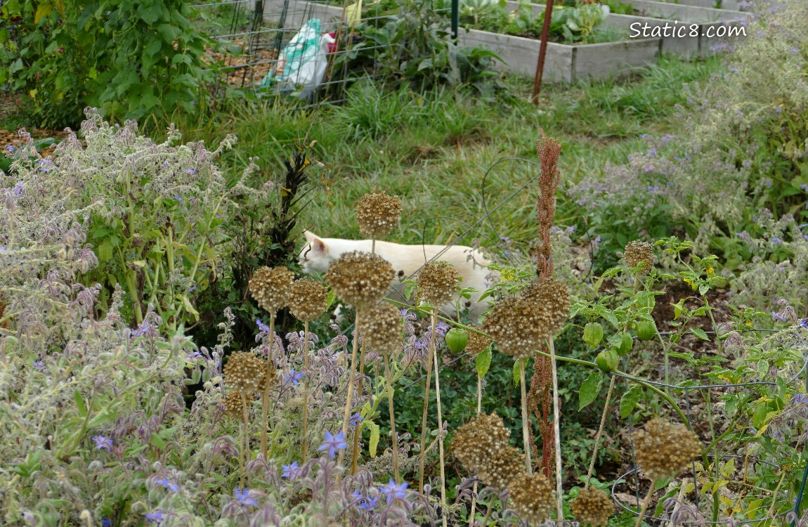 Cream coloured cat walking thru a garden