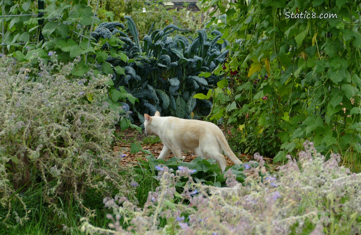 Cream coloured cat walking away thru a garden