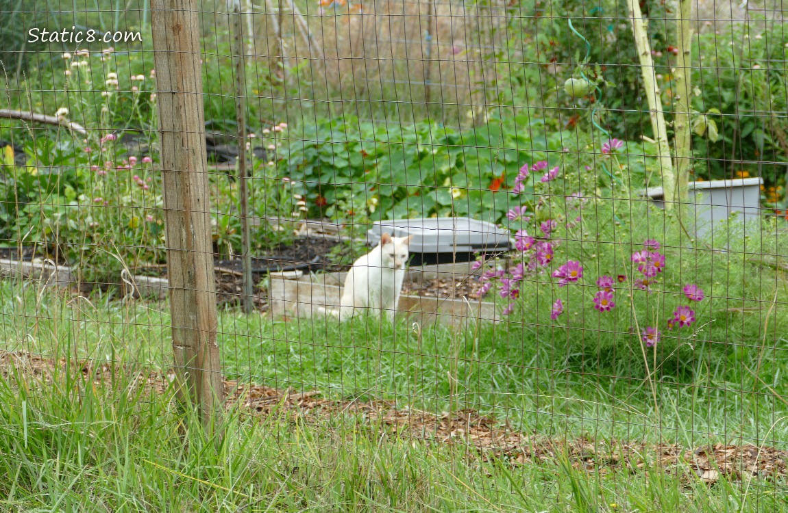 Cream coloured cat sitting in a garden behind a wire fence