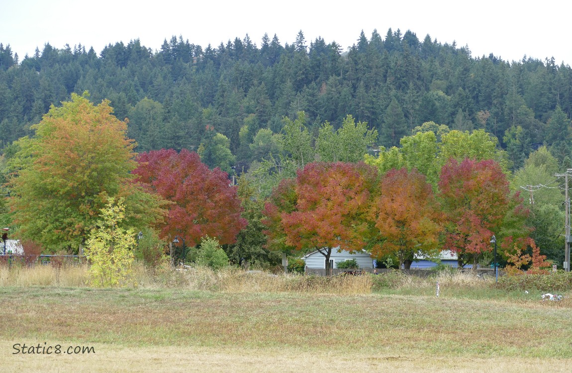 Autumn trees in front of firs on the hill