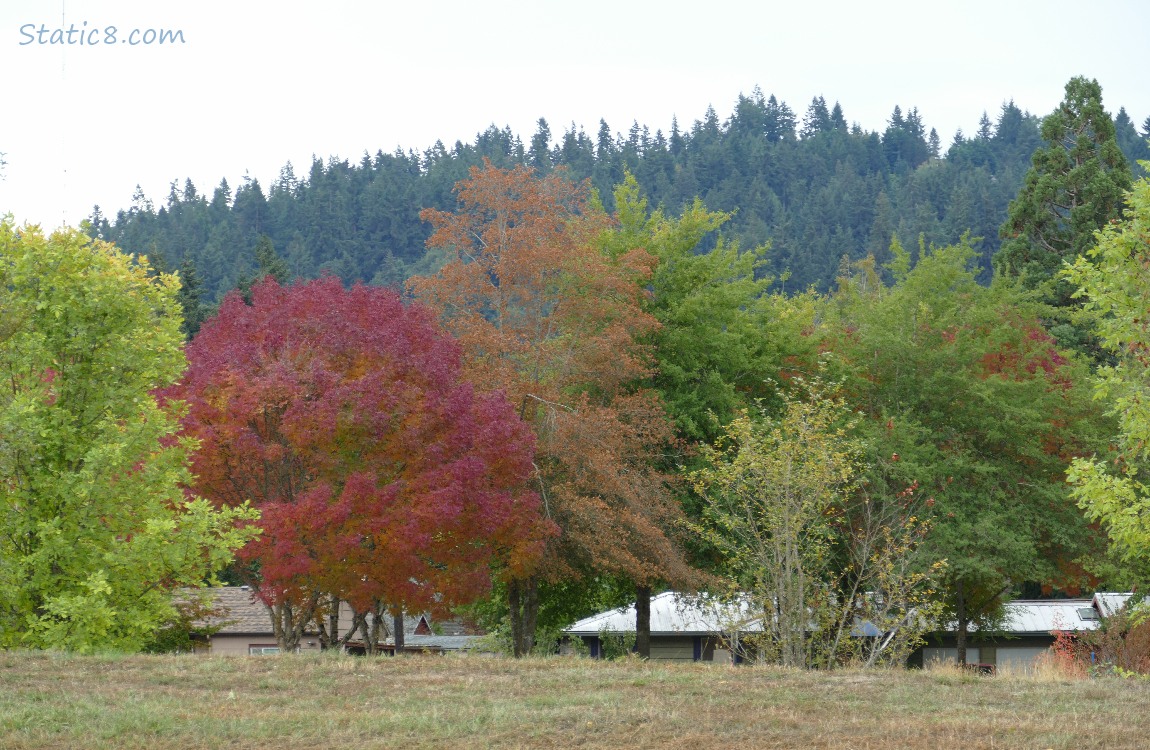 Autumn trees in front of firs on the hill