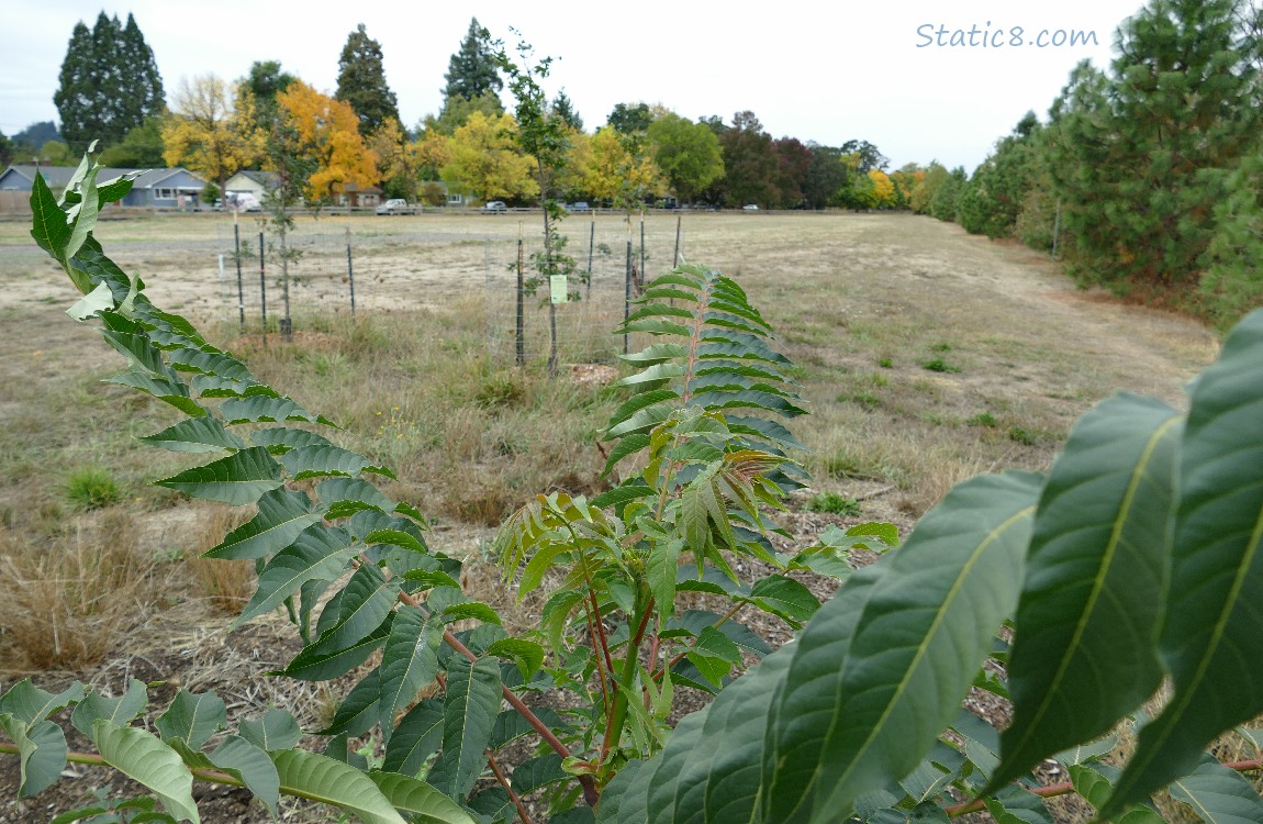 Tree of Heaven in front of a field