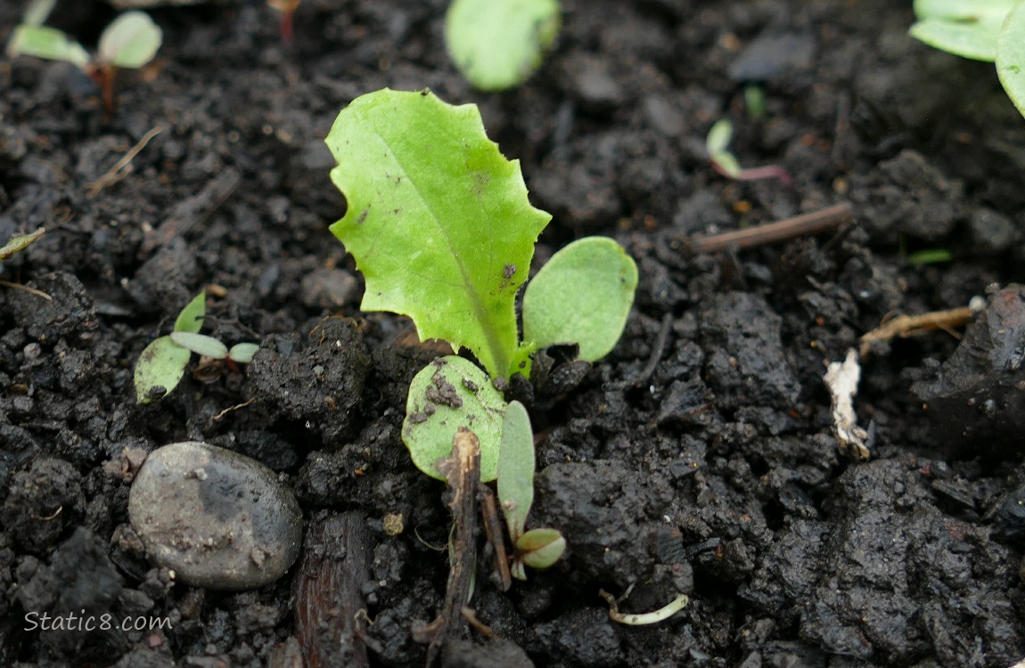 Lettuce! Lettuce seedling growing in the dirt