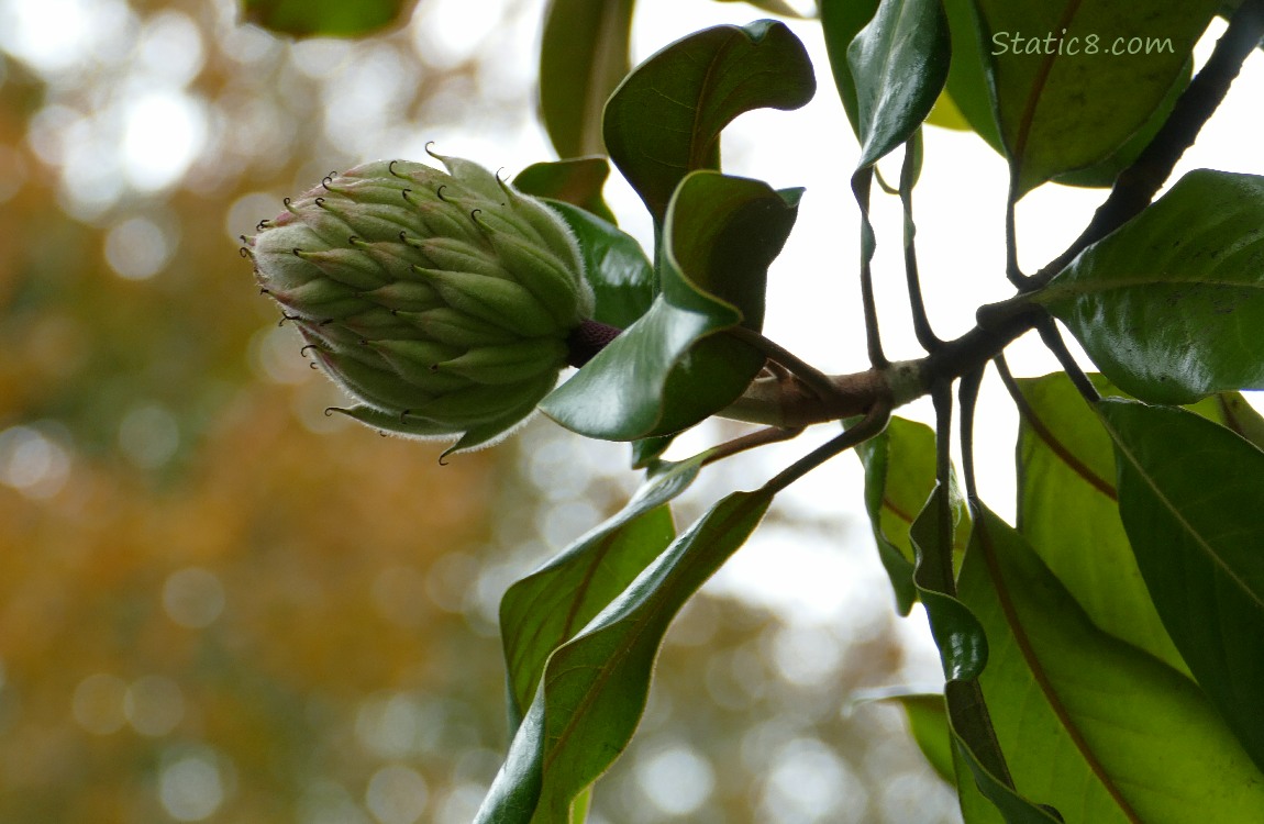 Magnolia cone on the tree