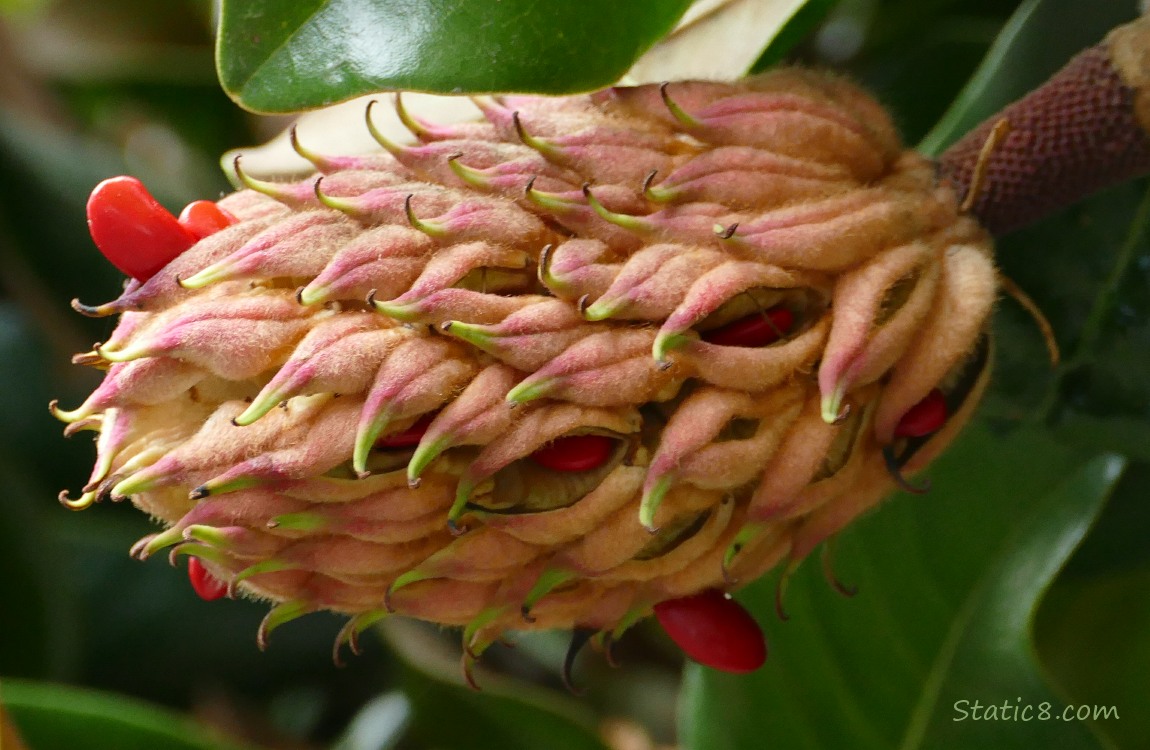 Magnolia cone with a few red seeds coming out