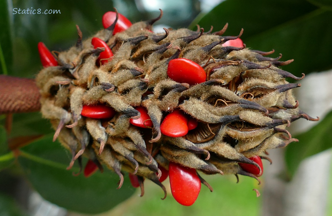 Magnolia cone with many red seeds coming out
