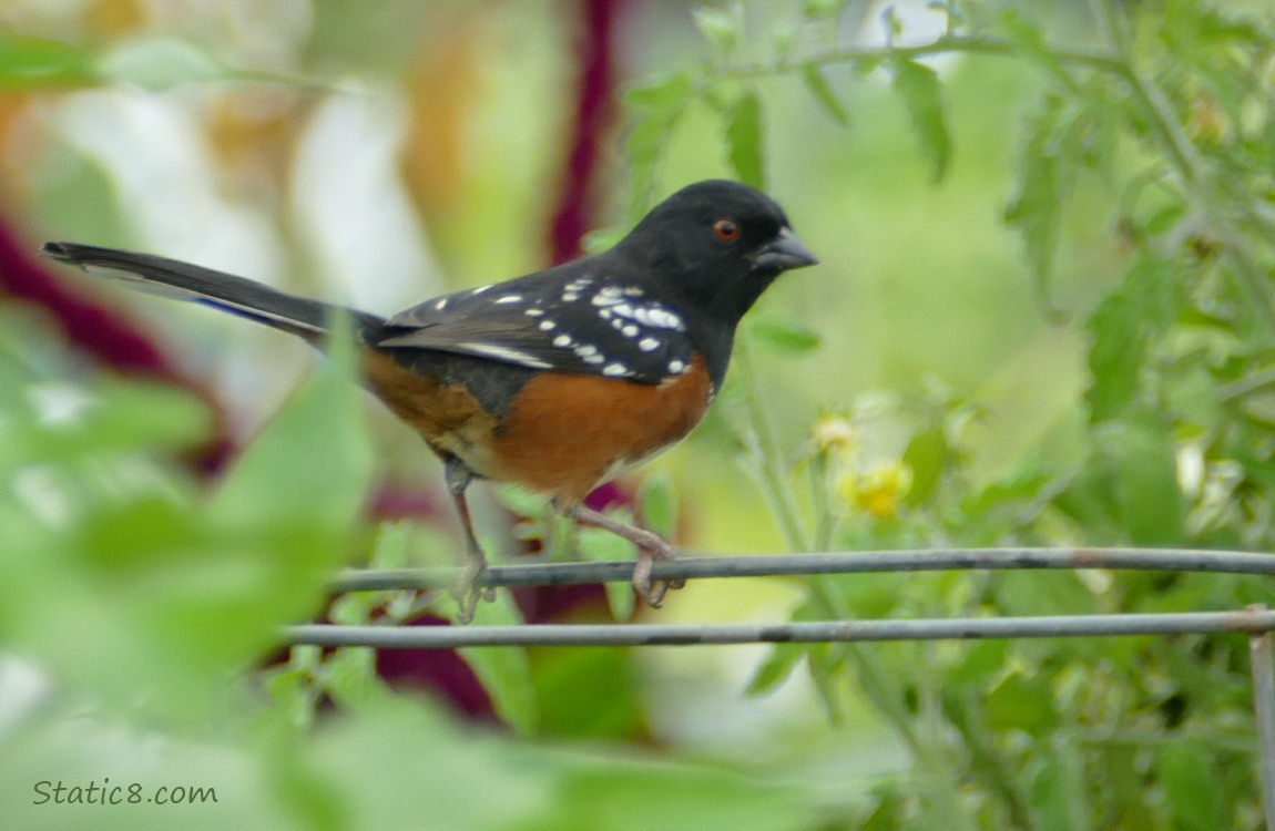 Male Towhee Towhee standing on a wire tomato cage