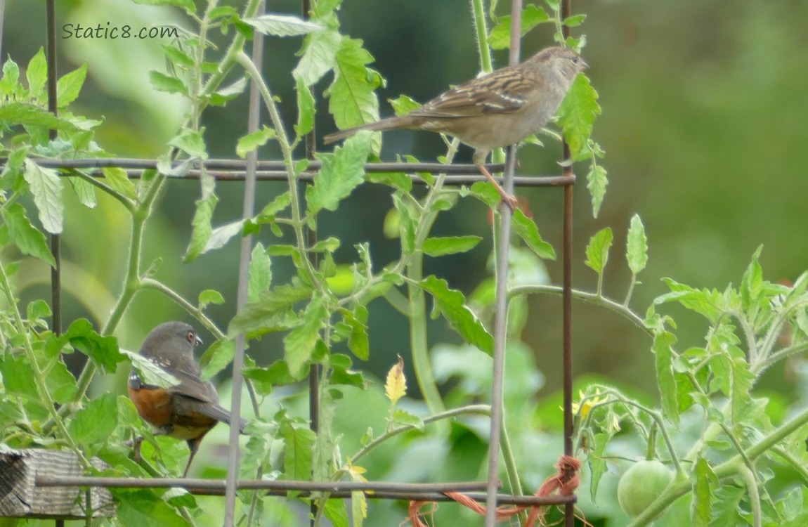 Towhee and White Crown Sparrow Towhee and Sparrow standing on a wire trellis with tomato plants