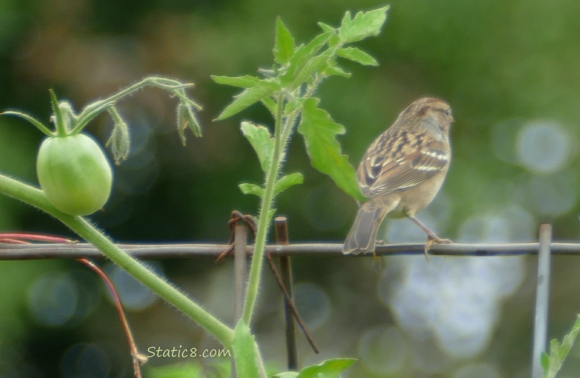 Juvenile White Crown Sparro White Crown Sparrow standing on a wire trellis with a green tomato