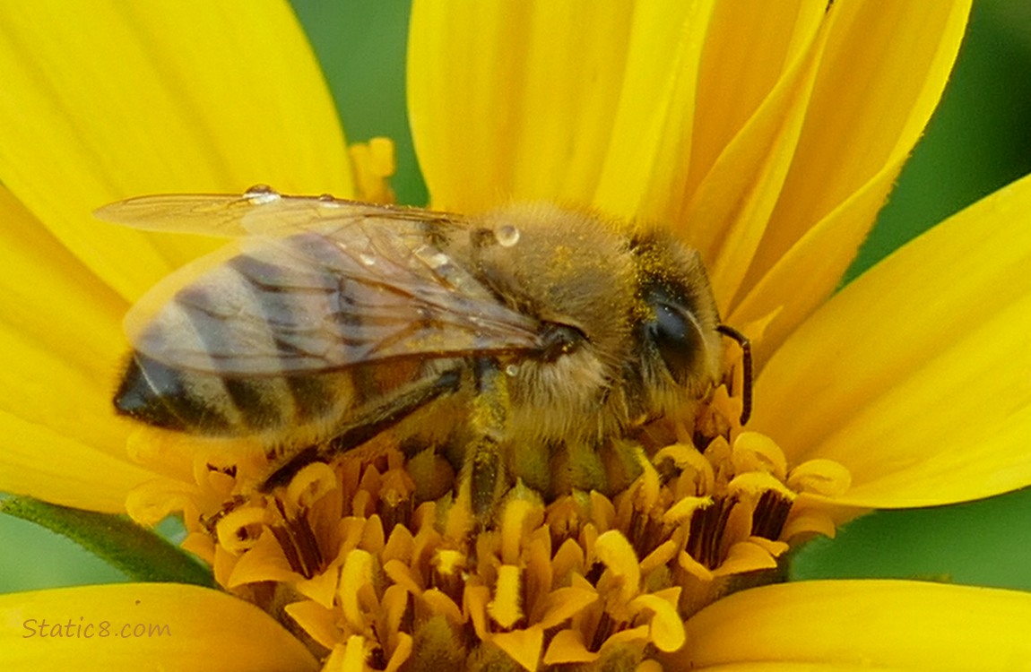 European Honey Bee on a Sunchoke!! Honey Bee on a Sunchoke bloom
