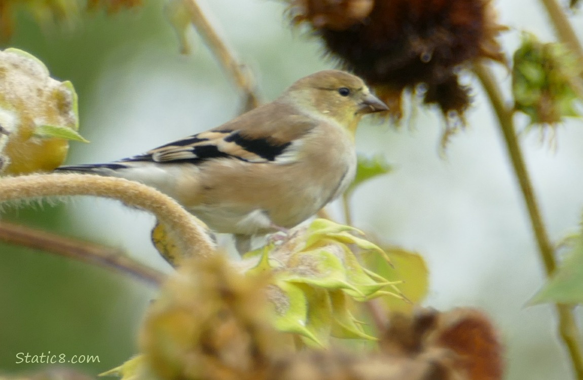 Goldfinche! Goldfinch standing on a spent sunflower head