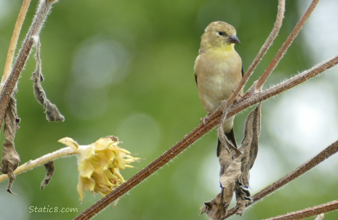 Goldfinch standing on a sunflower stalk