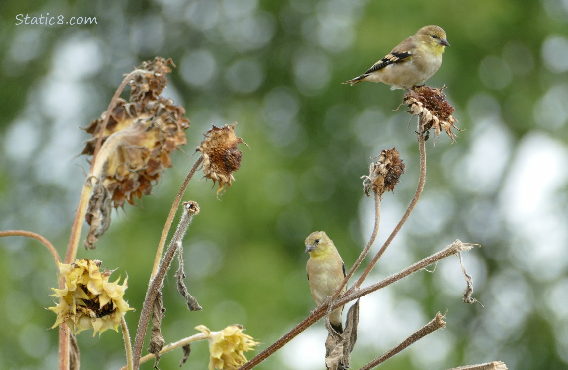Two Goldfinches standing on sunflower stalks