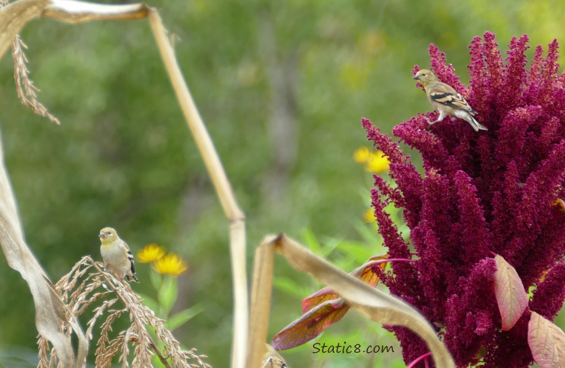 Goldfinches and Amaranth A Goldfinch standing on corn tassles and A Goldfinch standing on Red Amaranth