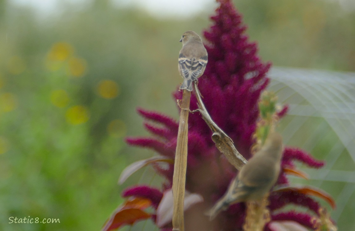 Two Goldfinches standing on a stalk in front of a Red Amaranth