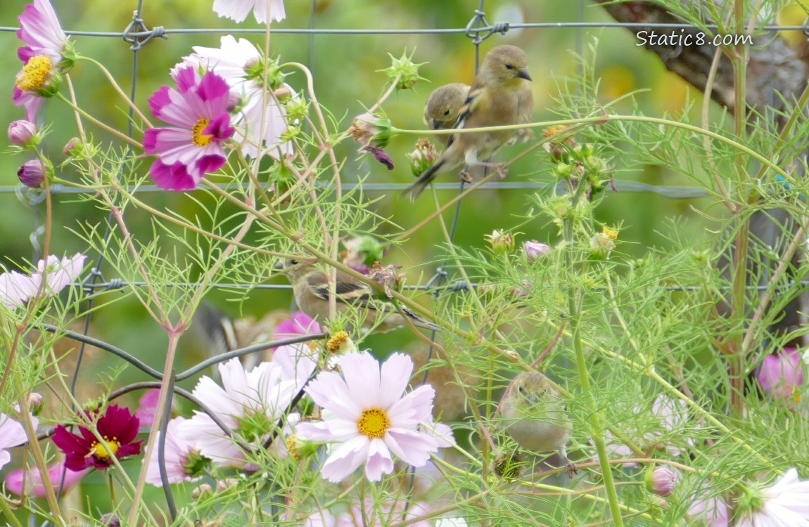 Several Goldfinches standing on a wire trellis, surrounded by Cosmos blooms