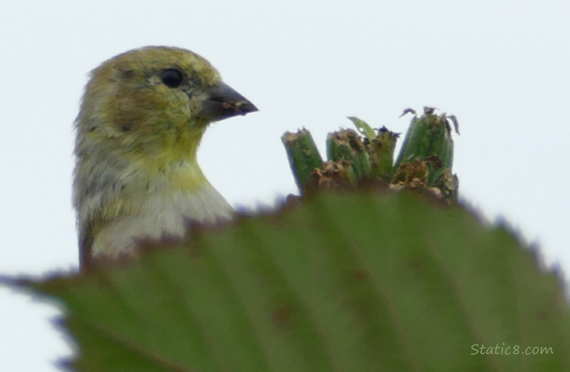 Goldfinch behind a leaf