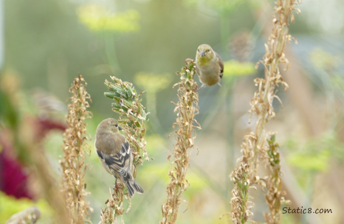 Two Goldfinches standing on two separate stalks
