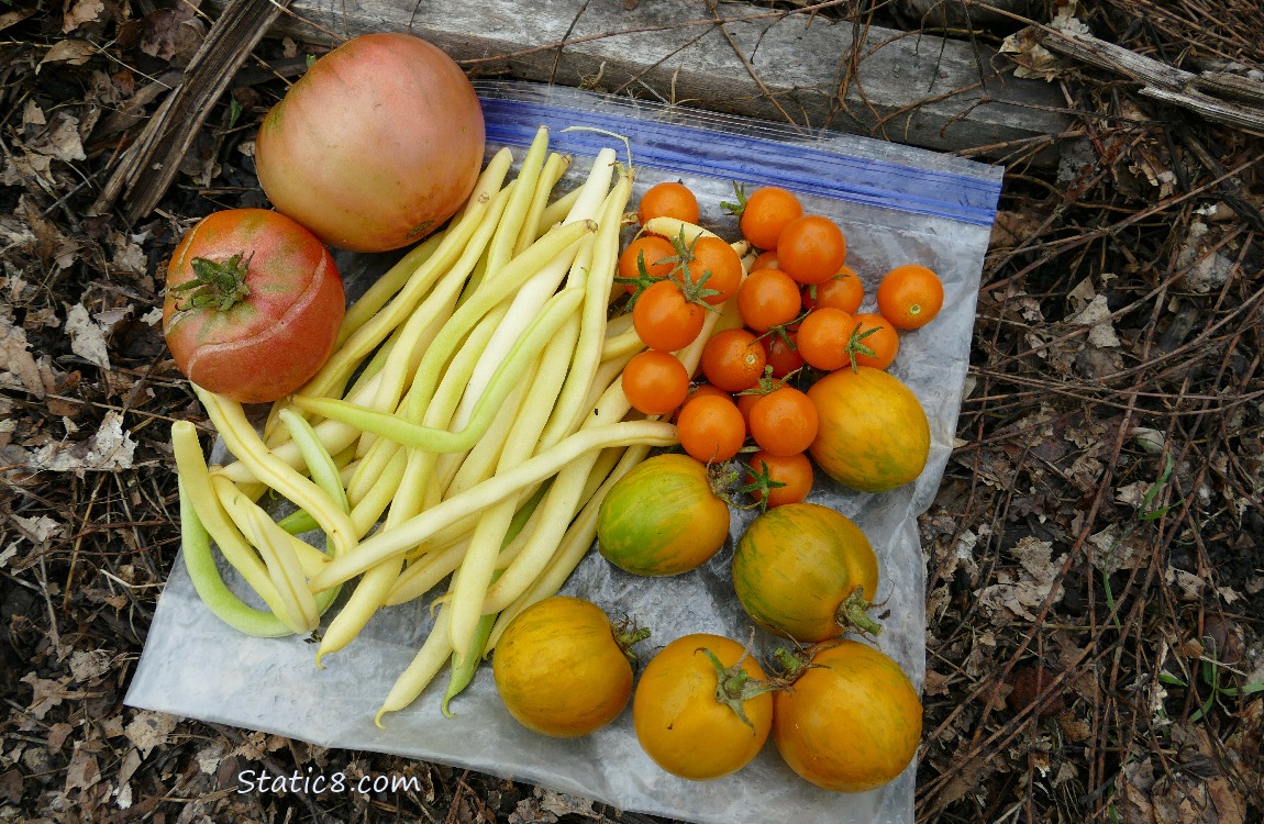 Harvested veggies laying on a ziplock bag on the ground