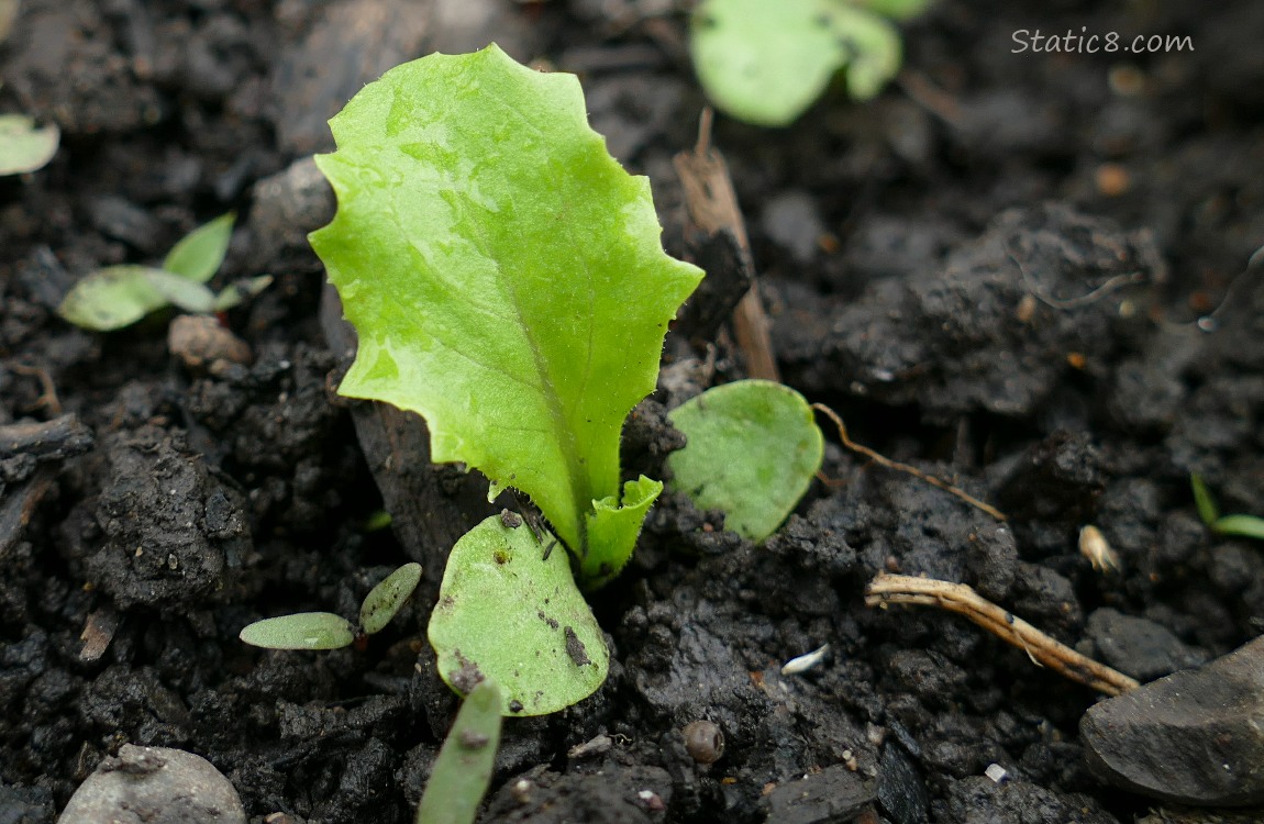 Close up of a Lettuce seedling growing in the dirt