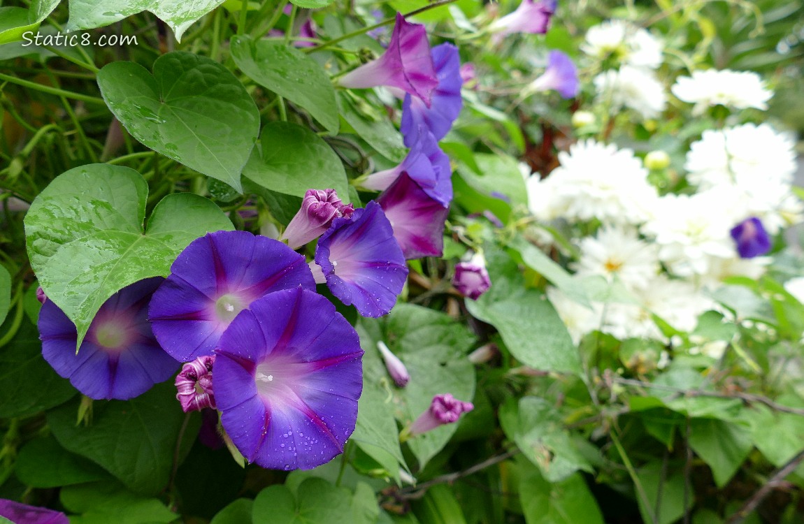 Morning Glories Purple Morning Glory blooms in front of white flowers