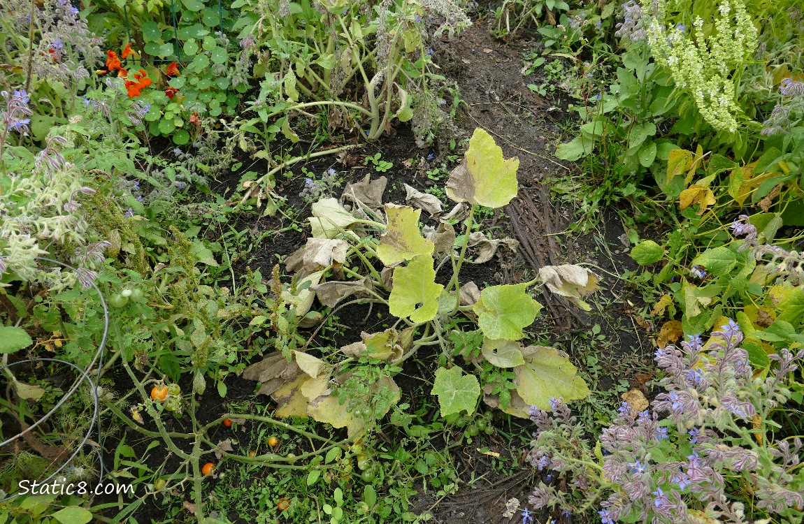 Squash plant with dying leaves in the garden