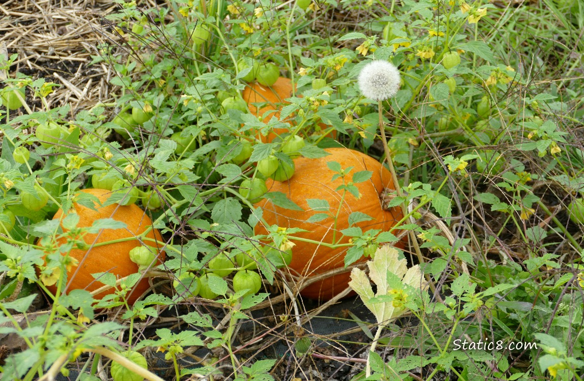 Pumpkins and Tomatillos Pumpkin fruits growing on the vine under Tomatillo plants