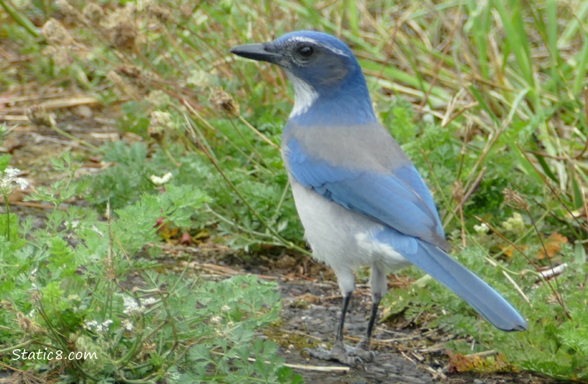 Scrub Jay standing on the ground