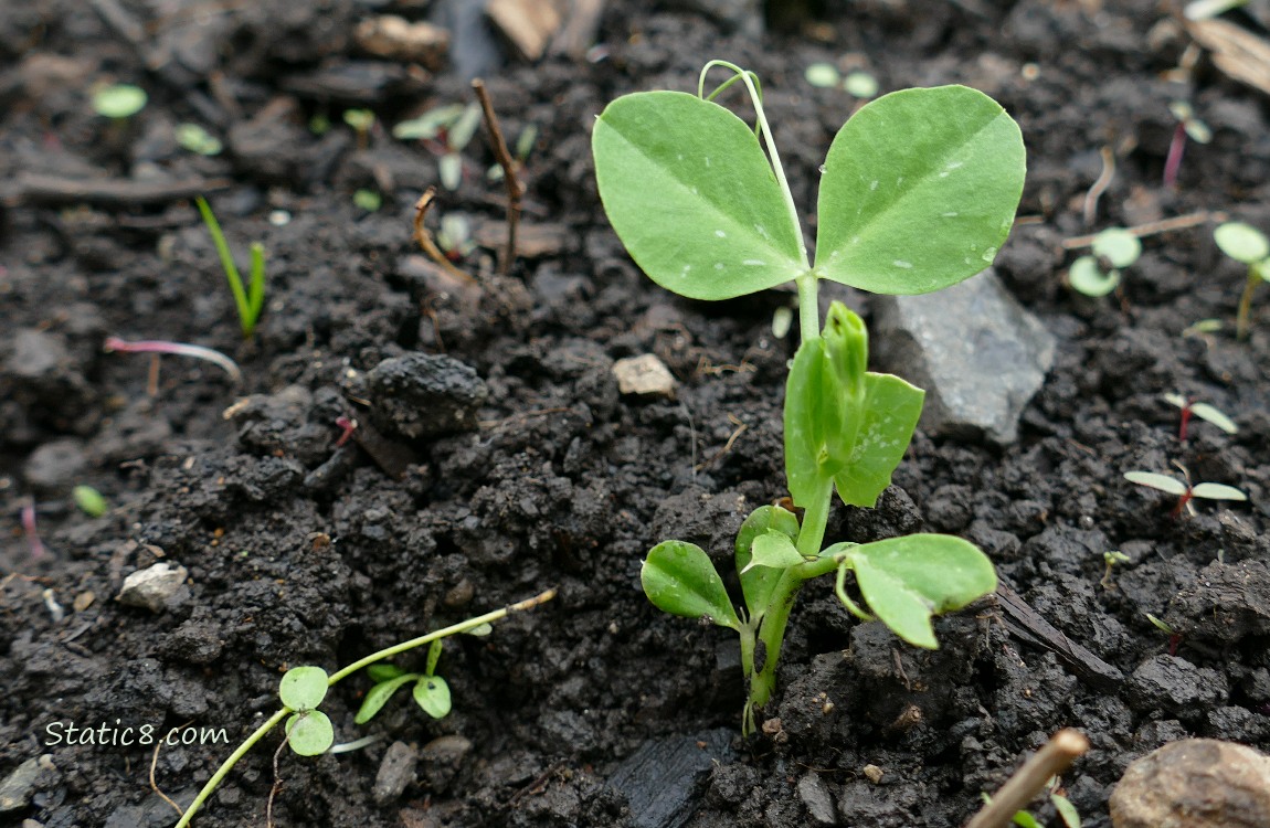 Snap Pea seedling growing in the dirt