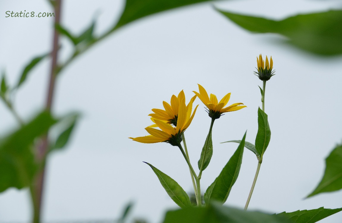 Sunchoke blooms framed by the leaves