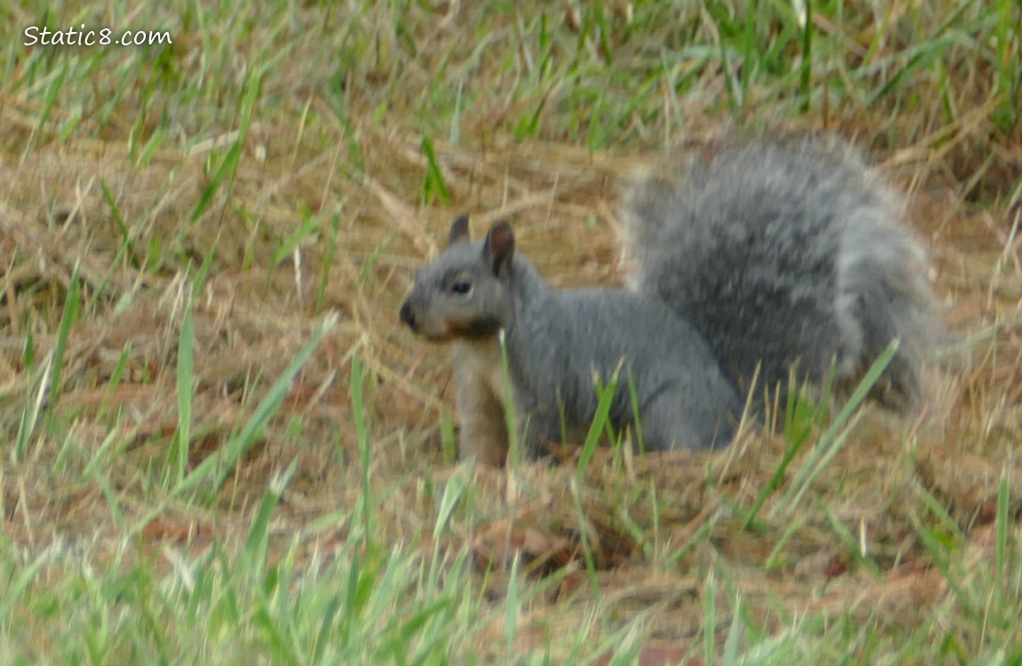 Western Grey Squirrel Western Grey Squirrel standing in the grass