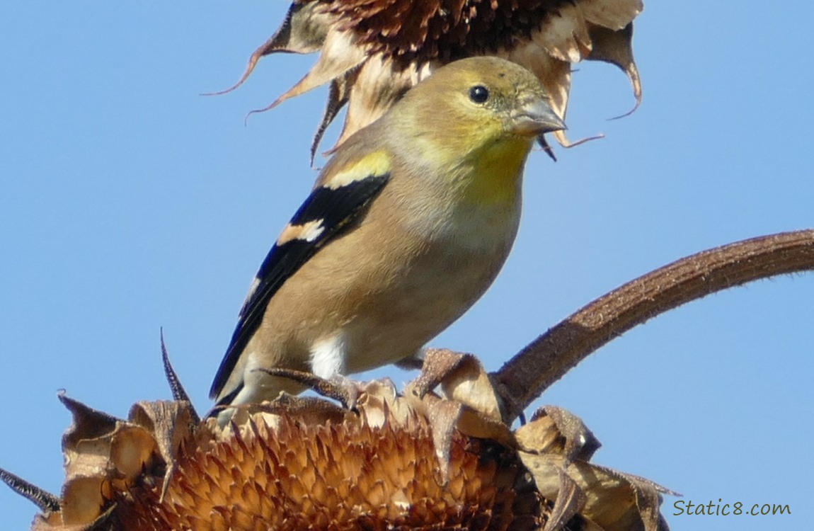 American Goldfinch Goldfinch standing on a spent sunflower head