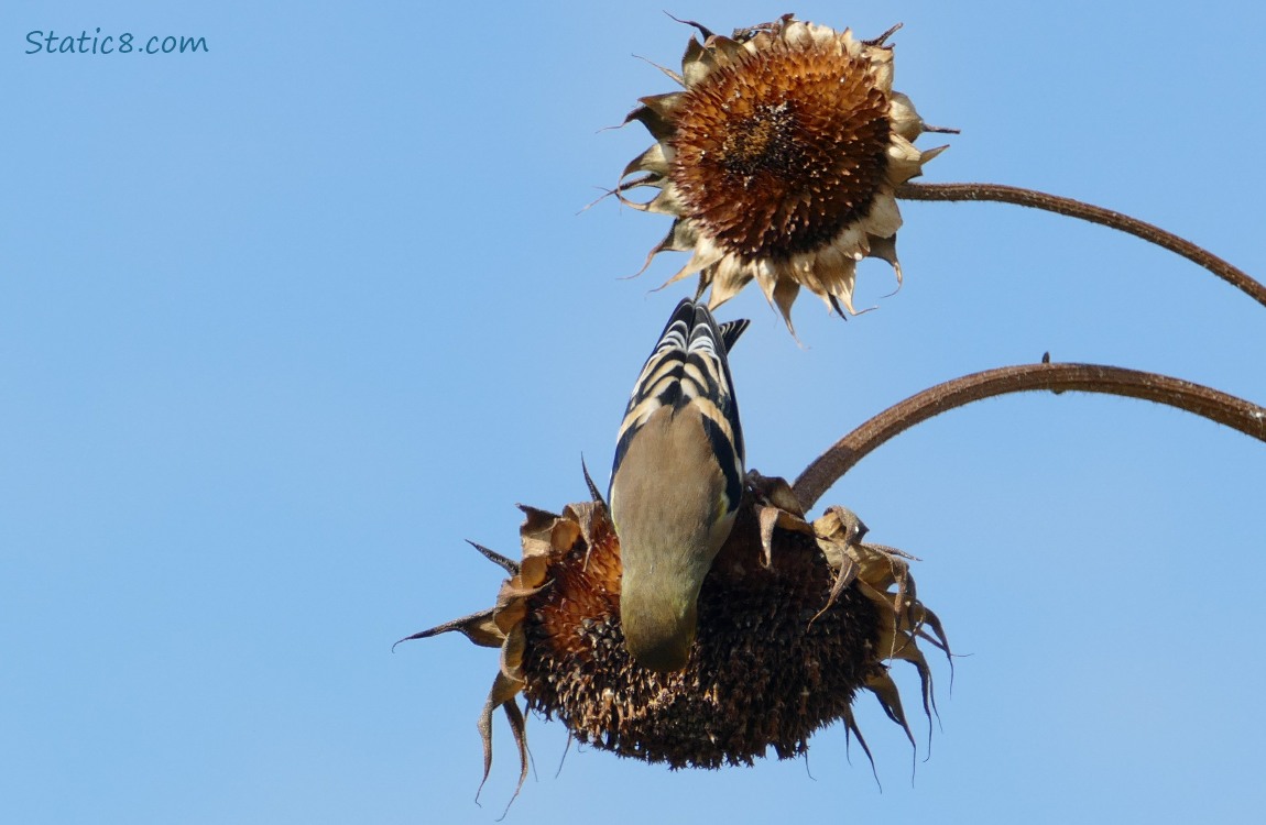 Going after the sunflower seeds! Goldfinch leaning upside down on the sunflower seedhead