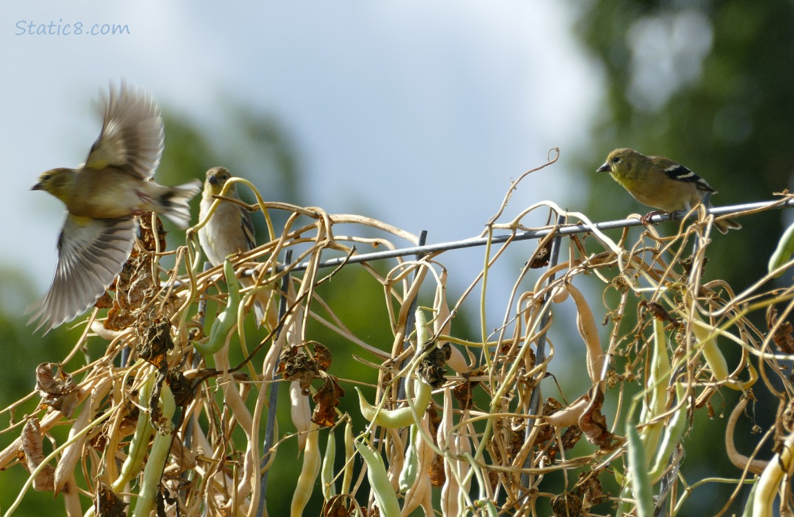 Goldfinches standing on a wire trellis with dying dry beans hanging down
