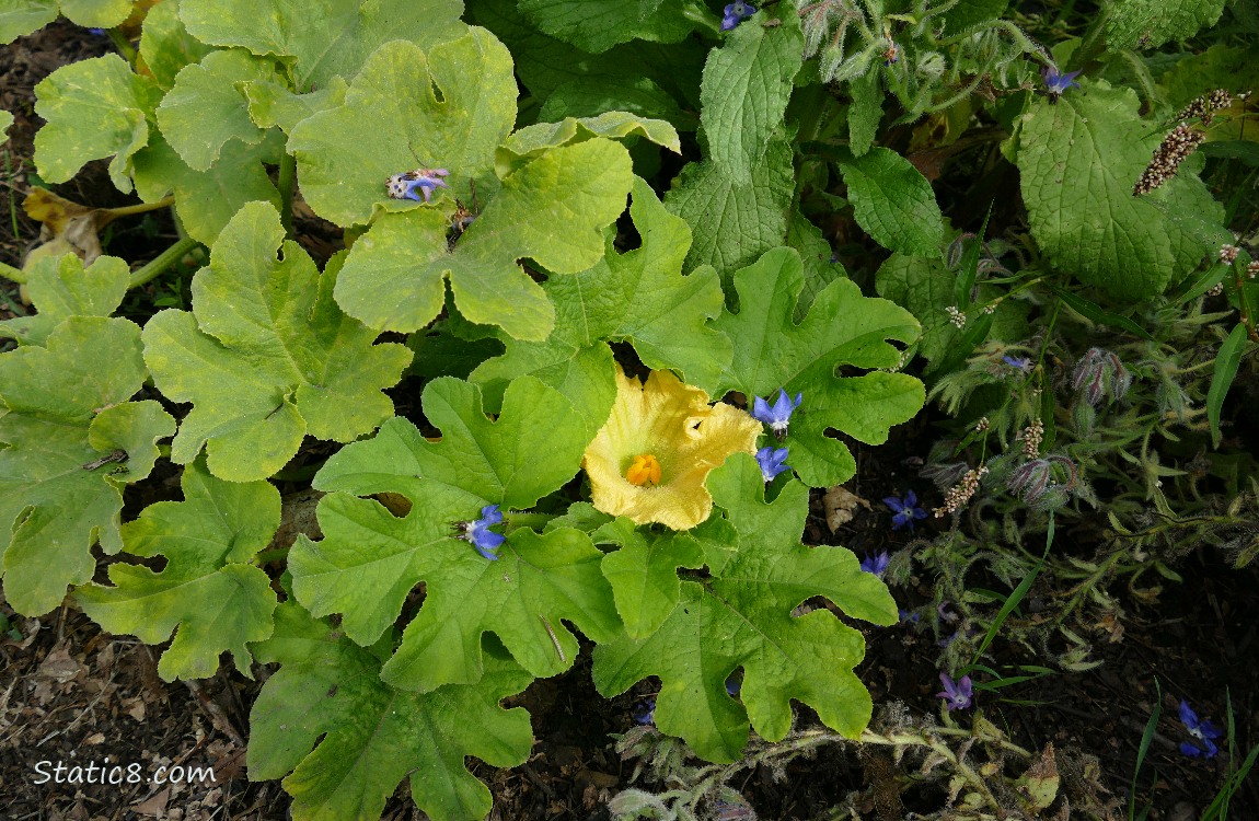 Butternut Looking down at a squash plant with a flower