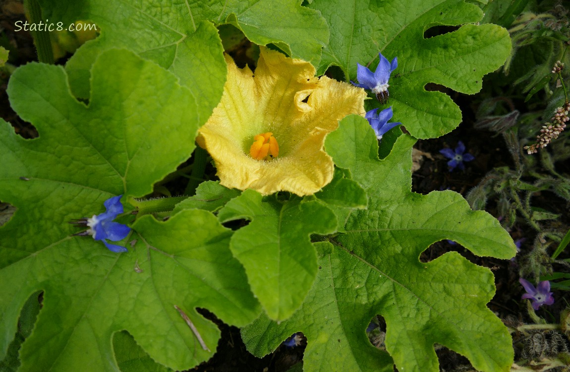 Butternut Squash blossom