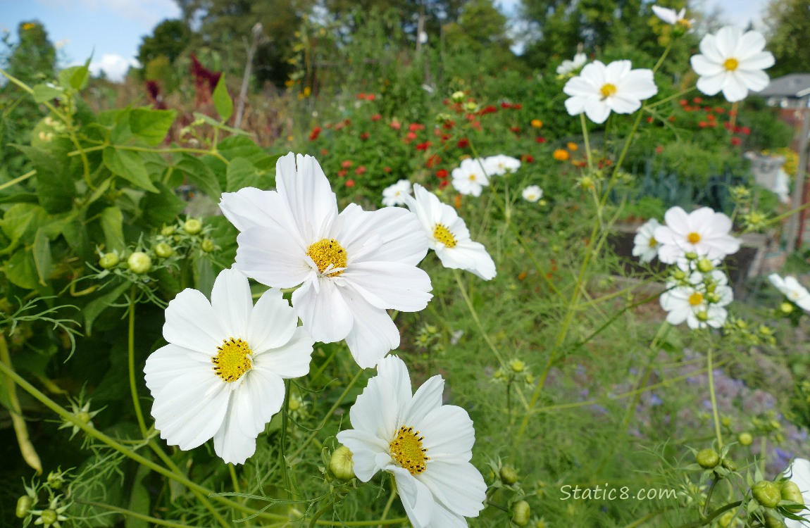 Cosmos White Cosmos blooms in front of Wax Bean plants