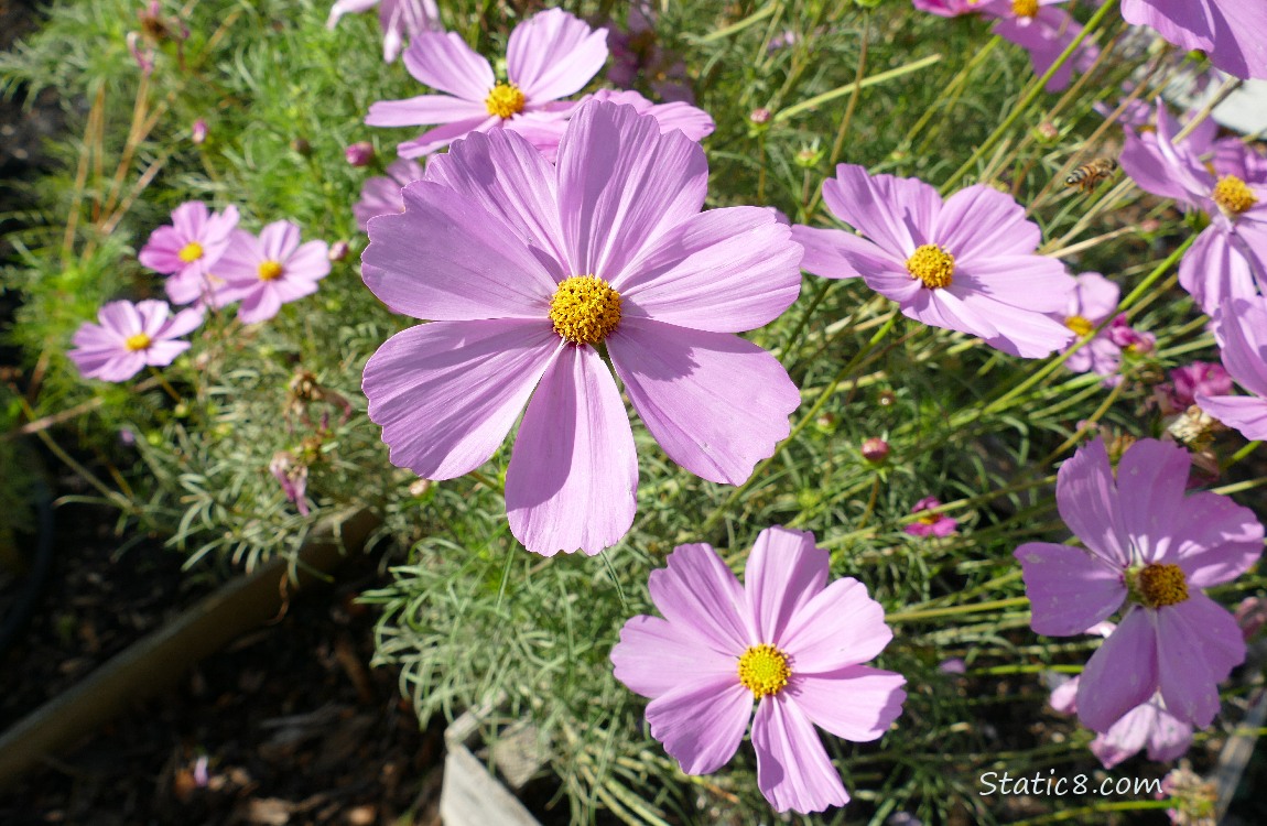 Cosmos Looking down on pink Cosmos blooms