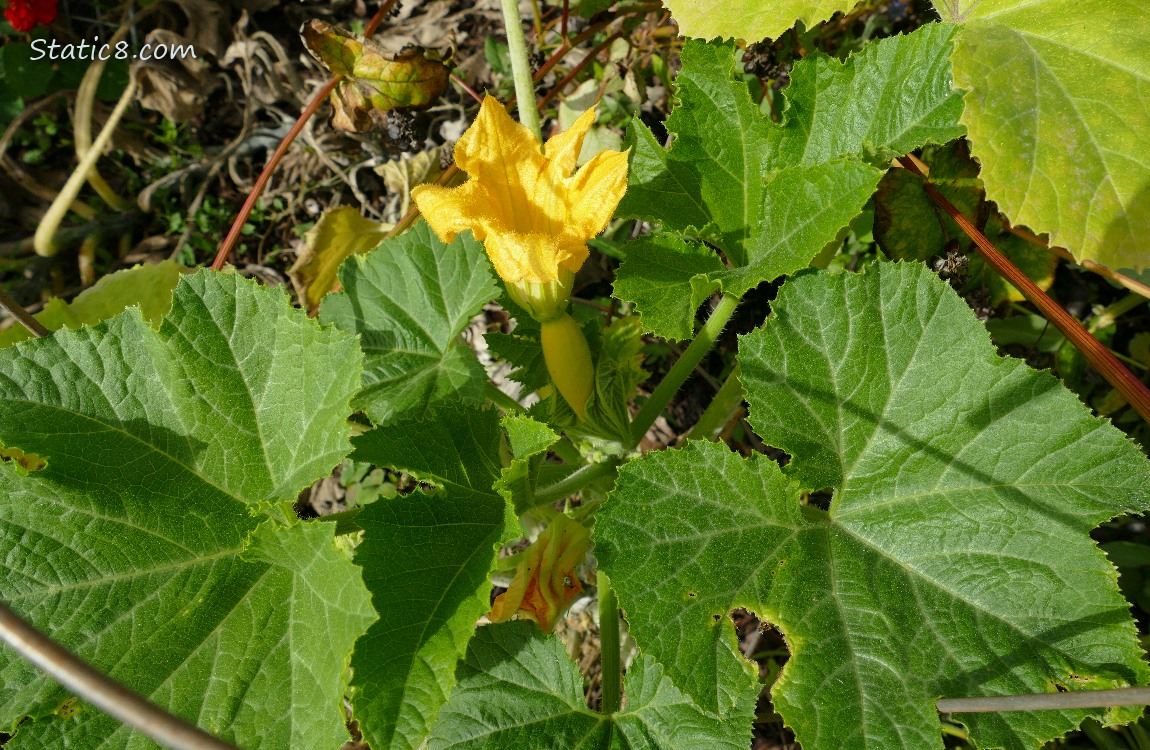 Crookneck Looking down at a squash plant with a small fruit