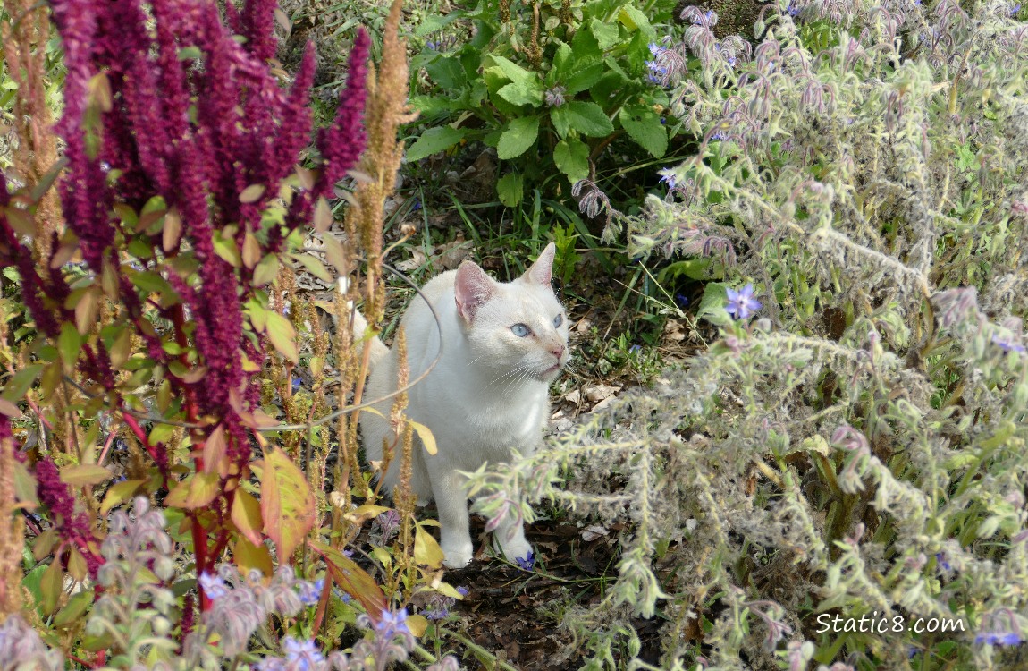 Cream coloured cat in the garden
