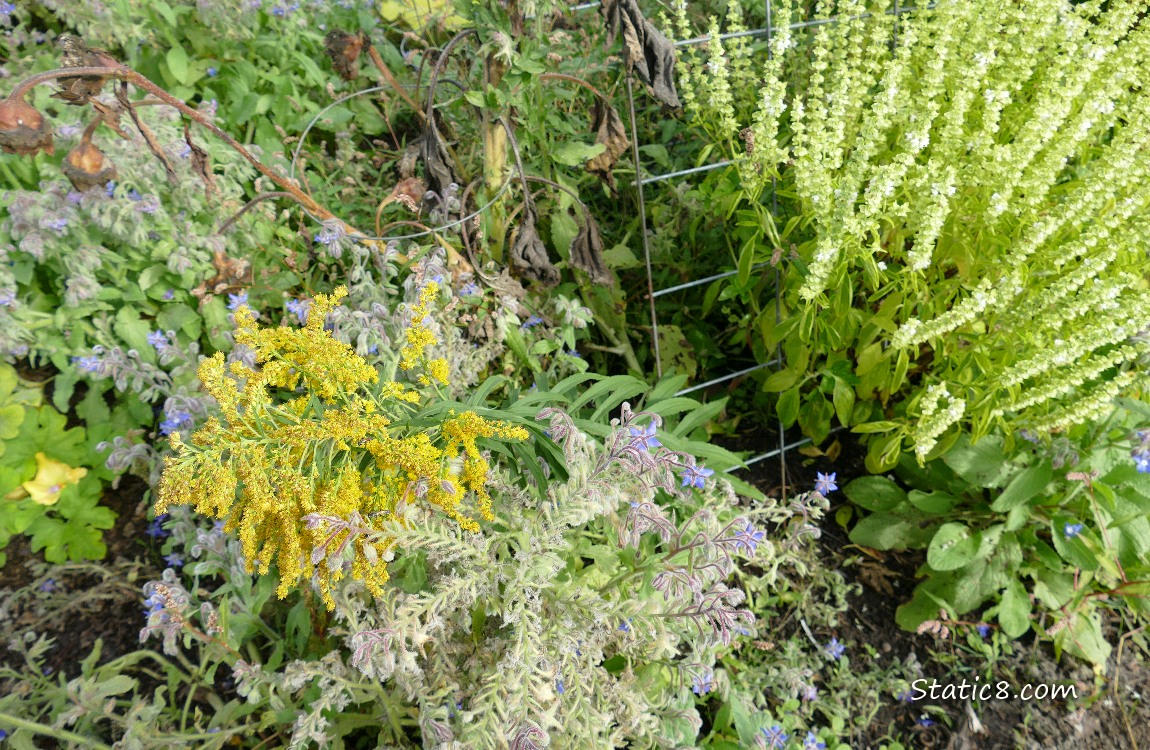 Goldenrod and Basil Goldenrod and flowering basil