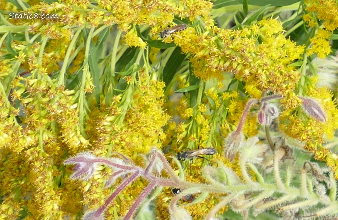 Honey Bees and a wasp Bees and a wasp in the Goldenrod blooms