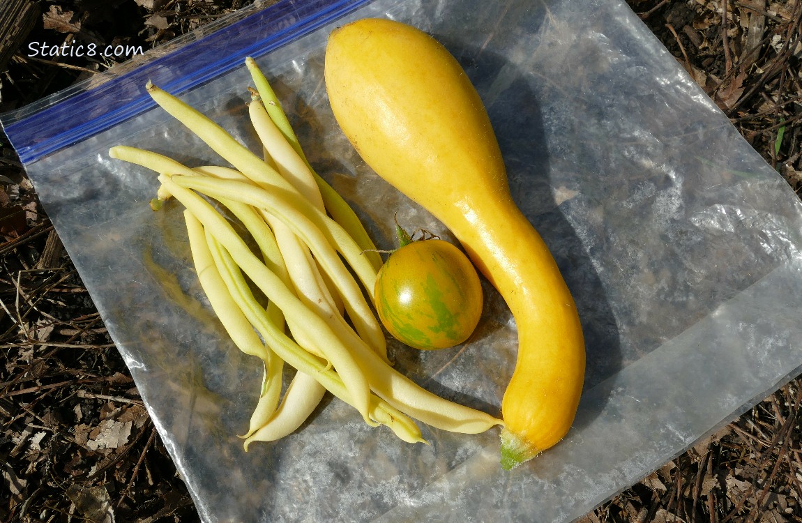 Harvested veggies on a ziplock bag on the ground