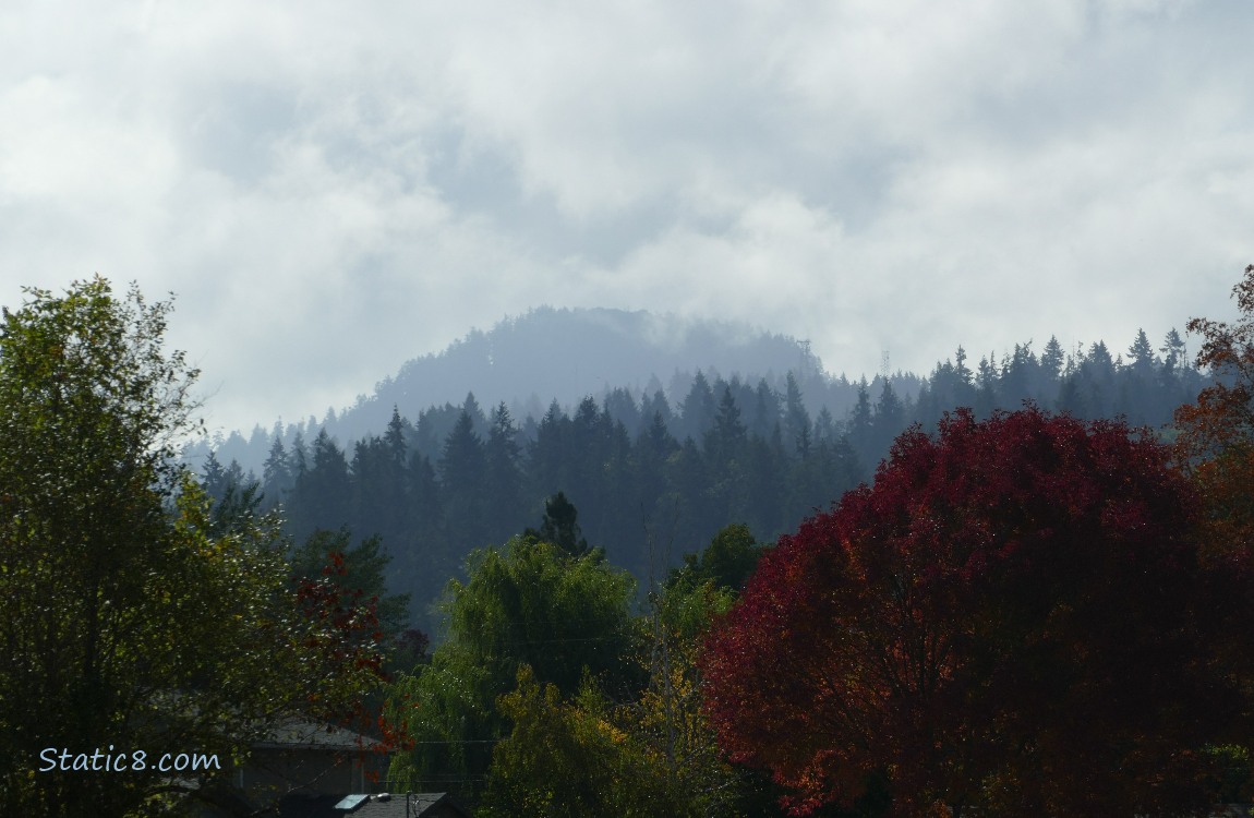 Fog in the trees on the hill