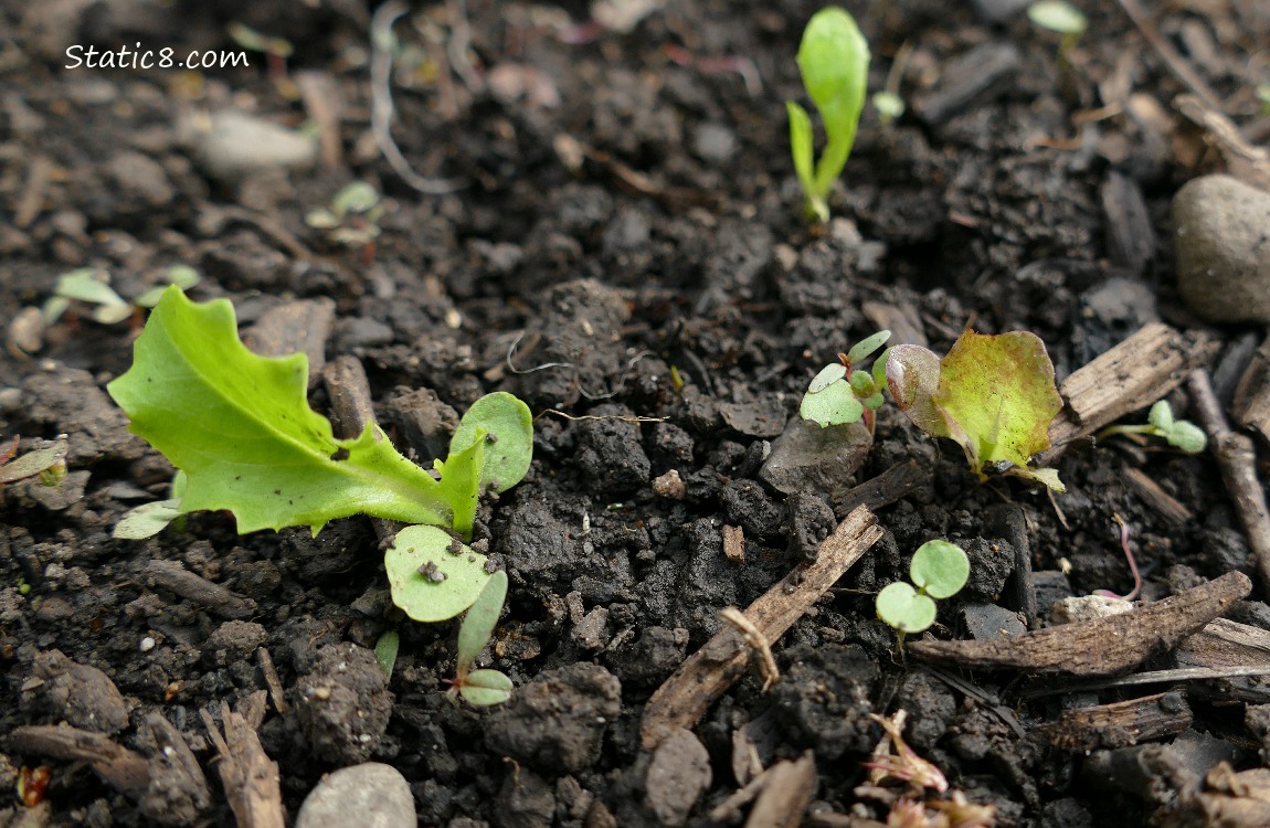 Lettuce seedlings growing in the dirt