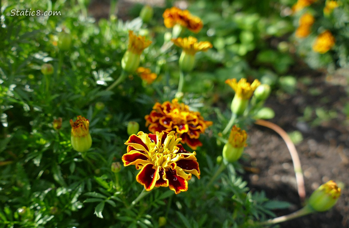 Marigolds Marigold blooms