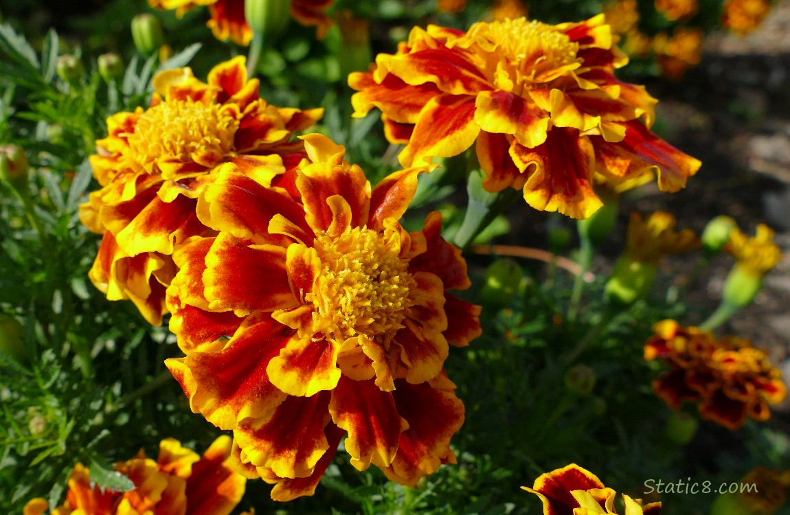 Marigolds Marigold blooms